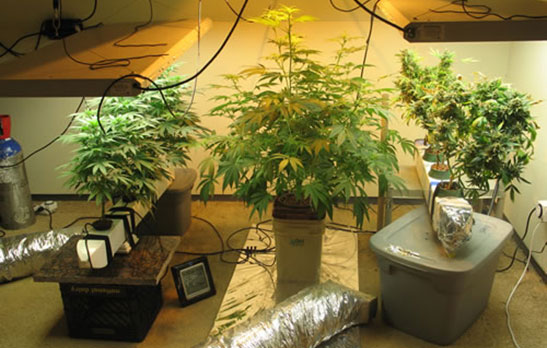 Konopa v kvetináči